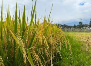 Anggota DPR Apresiasi Kinerja Mentan, Stok Beras Nasional Tembus 5 Juta Ton