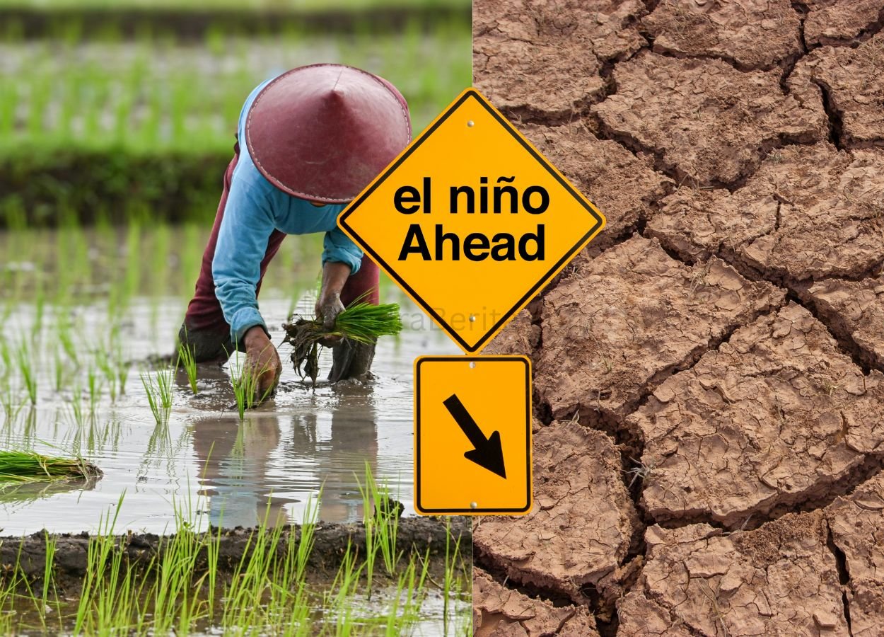 El Nino Ancam Indonesia, Kementan Siapkan Langkah Antisipasi Suhu Panas Ekstrem - SamudraBerita.com