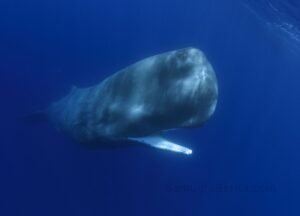 Penelitian Ungkap Rahasia Suara Paus Sperma di Laut China Selatan