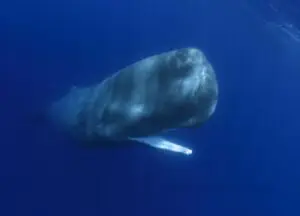 Penelitian Ungkap Rahasia Suara Paus Sperma di Laut China Selatan - SamudraBerita.com