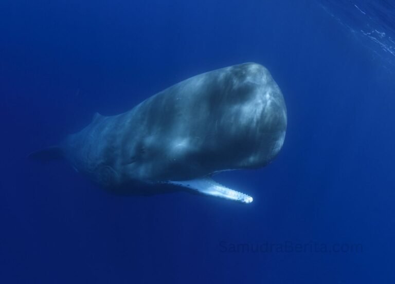 Penelitian Ungkap Rahasia Suara Paus Sperma di Laut China Selatan