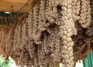 Polri Tanam Bawang Putih 279,5 Hektare Targetkan 2.795 Ton