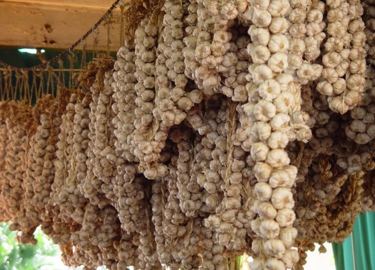 Polri Tanam Bawang Putih 279,5 Hektare Targetkan 2.795 Ton